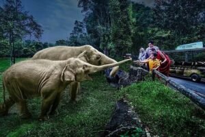 Singapore Night Safari Experience