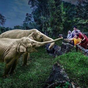 Singapore Night Safari Experience