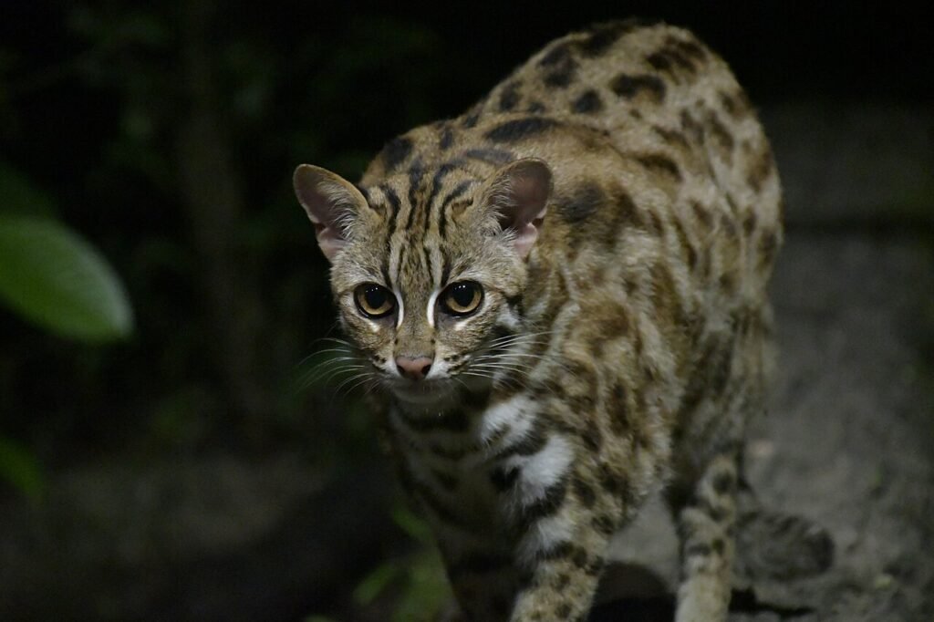 Singapore Zoo & Night Safari
