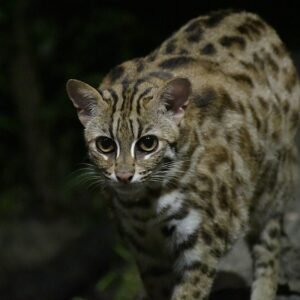 Singapore Zoo & Night Safari